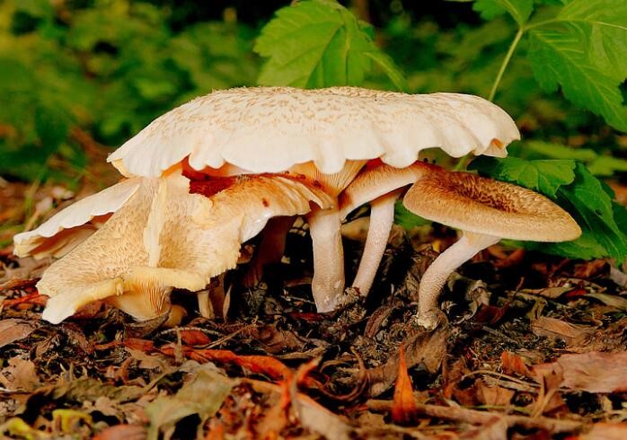 養生(shēng)課堂：能(néng)提高(gāo)免疫力的(de)幾種食物(wù)！