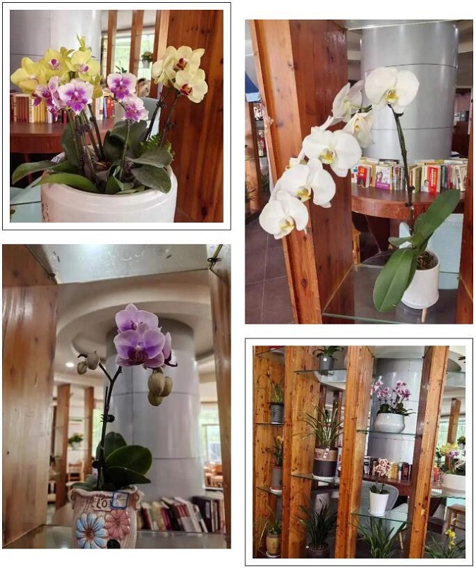 “歲月(yuè)蘭香”湘潭廣電(diàn)好(hǎo)孝心蘭花(huā)品鑒活動等你(nǐ)來(lái)！